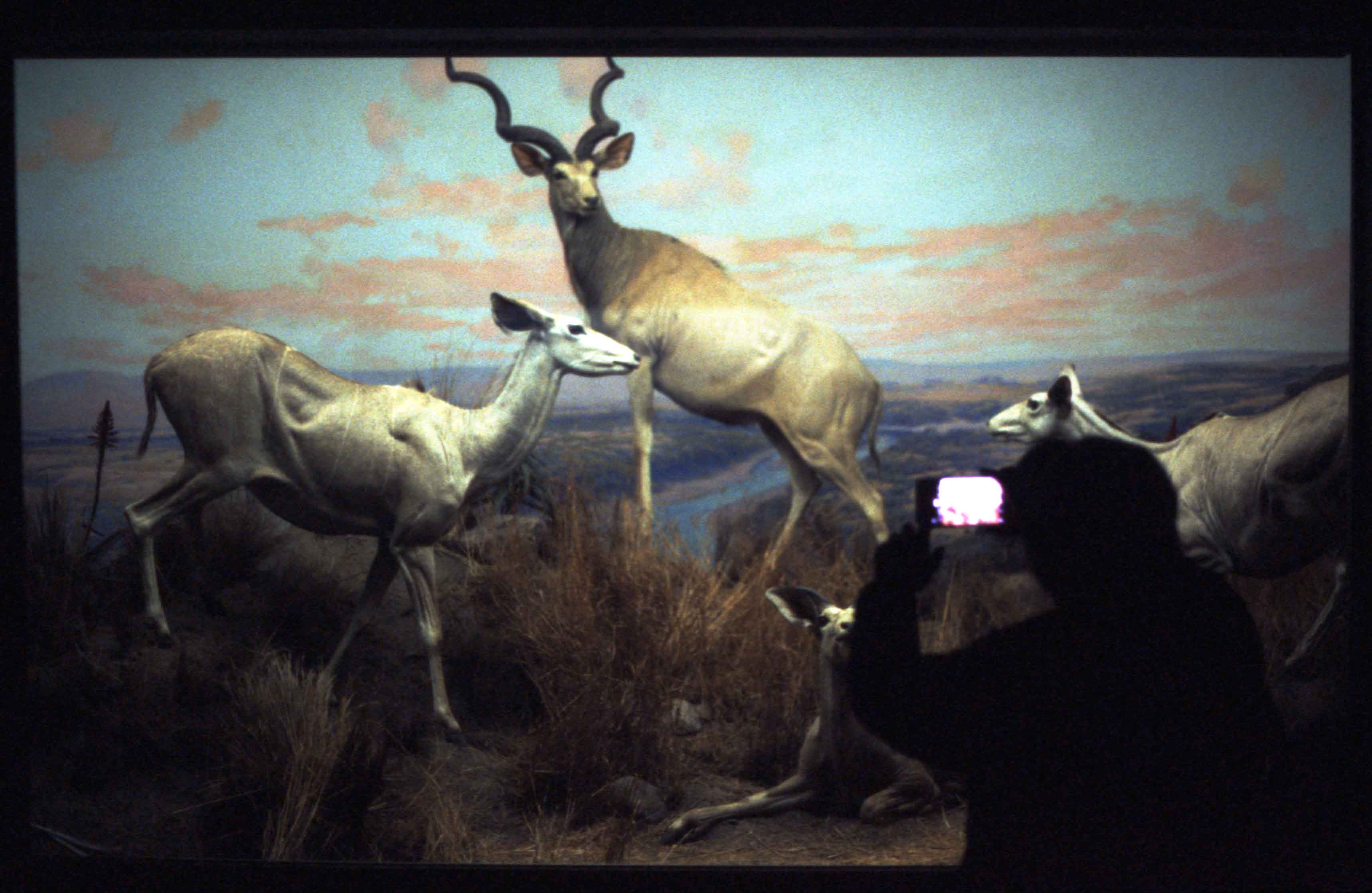 Cali LA Natural History Museum Diorama FUJI PROVIA 1600 Adam Tadros
